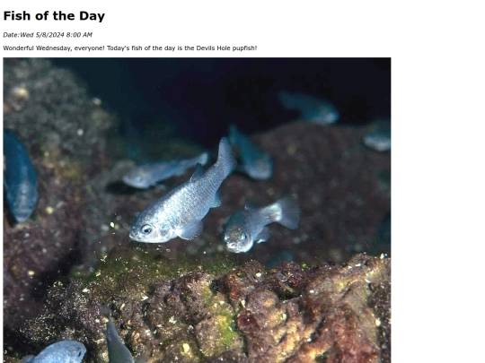 2024/may/5-8-24 devilshole_pupfish/devilshole_pupfish screenshot