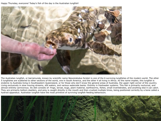 2024/may/5-9-24 Australian_lungfish/Australian_lungfish screenshot