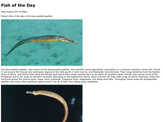 2025/BlueSpottedPipefish/BlueSpottedPipefish screenshot