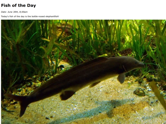 2025/BottlenosedElephantfish/BottlenosedElephantfish screenshot