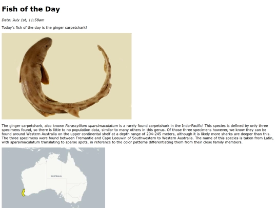2025/GingerCarpetshark/GingerCarpetshark screenshot