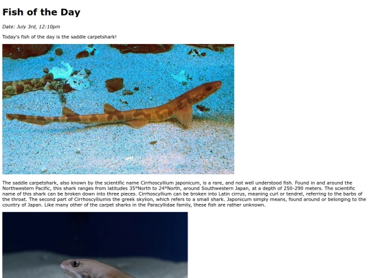 2025/SaddleCarpetshark/SaddleCarpetshark screenshot