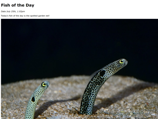 2025/SpottedGardenEel/SpottedGardenEel screenshot