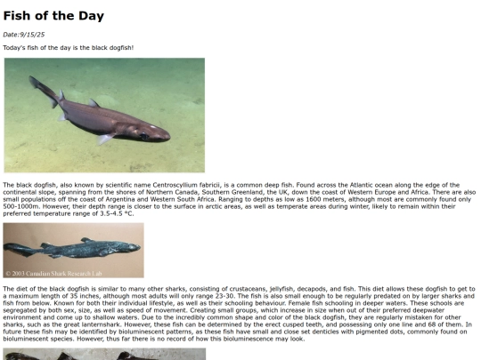 2025/blackdogfish/blackdogfish screenshot