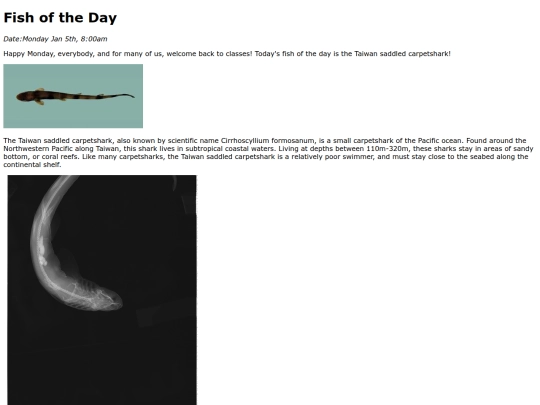 2026/1-5 T_Saddled_Carpetshark/Taiwan_Saddled_Carpetshark screenshot
