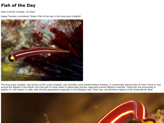2026/2-24 long-snout_clingfish/long-snout_clingfish screenshot