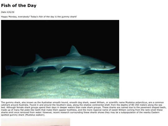 2026/4-6 gummy_shark/gummy_shark screenshot
