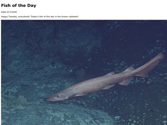 2026/4-7 brown_shark/brown_shark screenshot