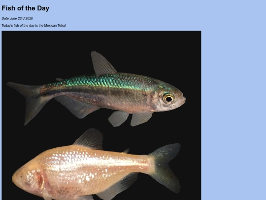 2026/mexican_tetra/mexican_tetra screenshot