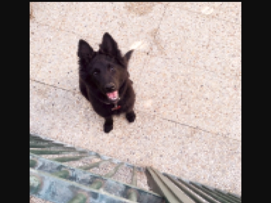 ginja screenshot