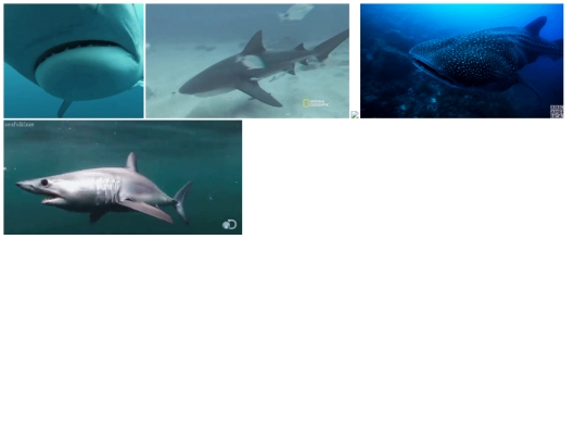 shark screenshot