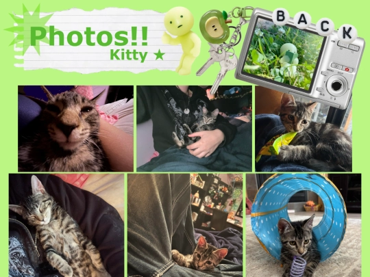 photos kitty/photos_kitty screenshot