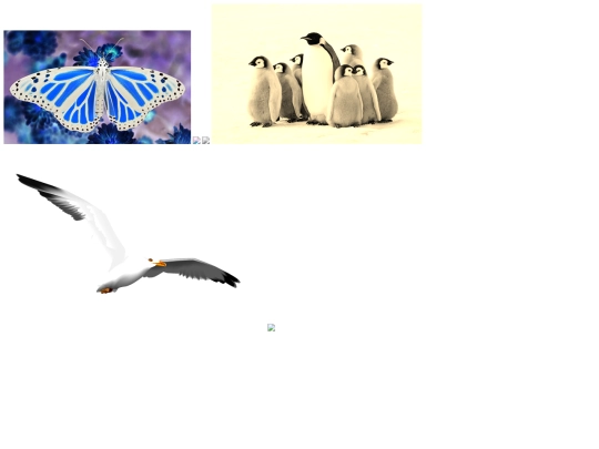 imitation screenshot