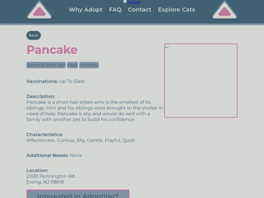 kitten1 screenshot
