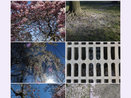 blossoms screenshot