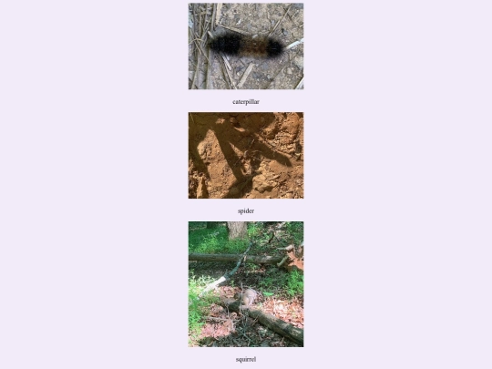 img/riveranimal screenshot