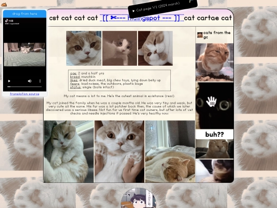 fun-cat screenshot