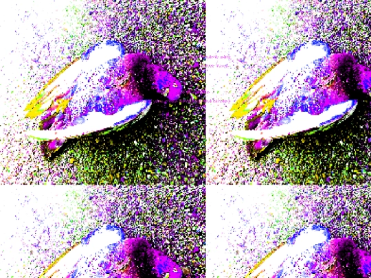 dove screenshot