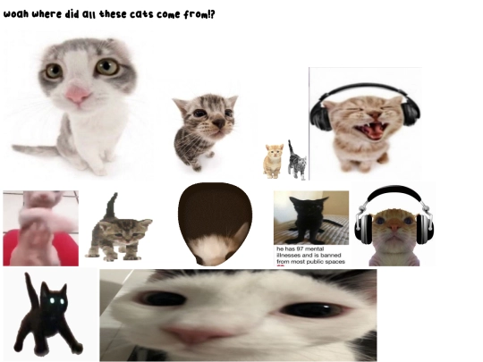 cats screenshot