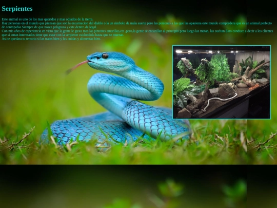 indexs/proyect html/Serpientes screenshot