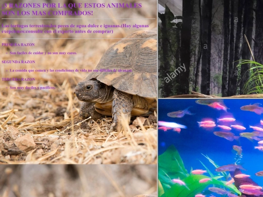 indexs/proyect html/serparadordeimagi screenshot