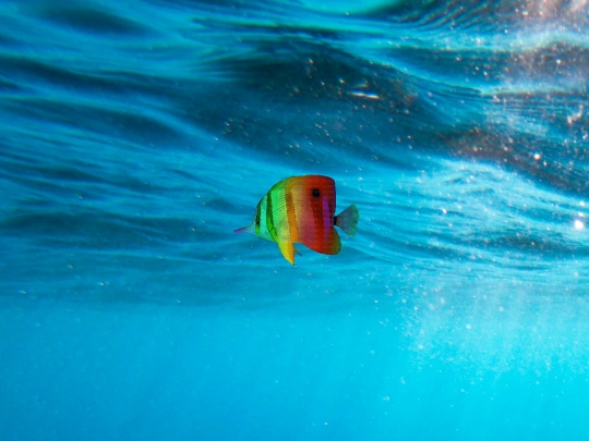 Fish/fishsite screenshot