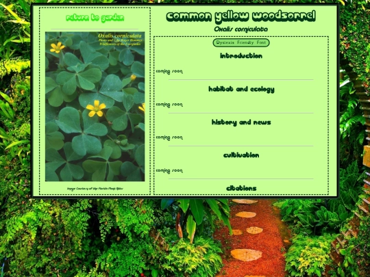 florida/oxalis-corniculata screenshot