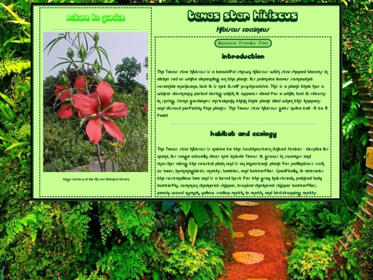 hibiscus/hibiscus-coccineus screenshot