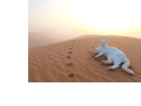 annumind/catdesert screenshot