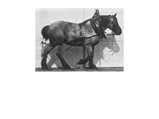 annumind/horsegallop screenshot
