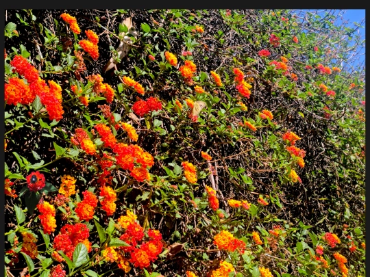 lantana screenshot