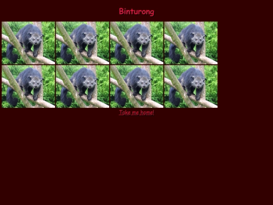 binturong screenshot
