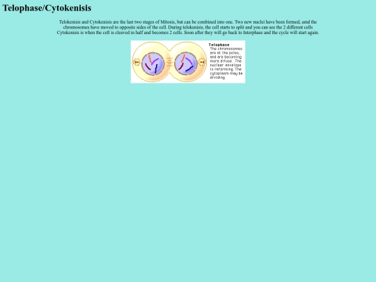 TelophaseCytokenisis screenshot