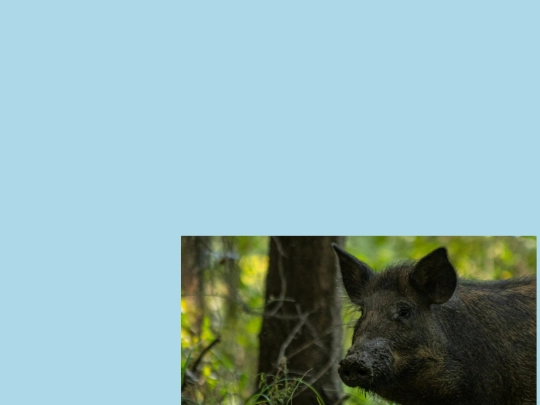 hog2 screenshot