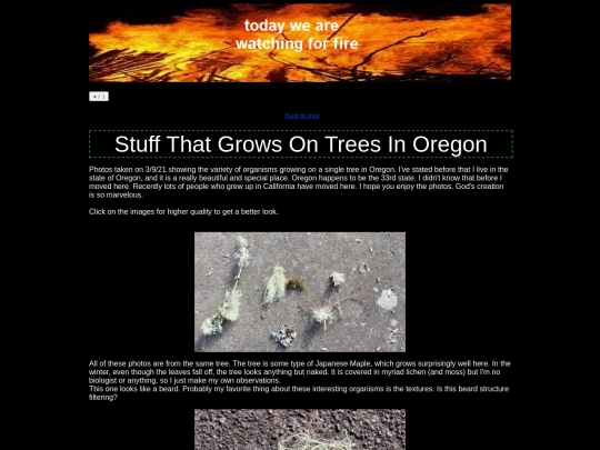 lichen screenshot