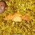 yeezus.neocities.org avatar