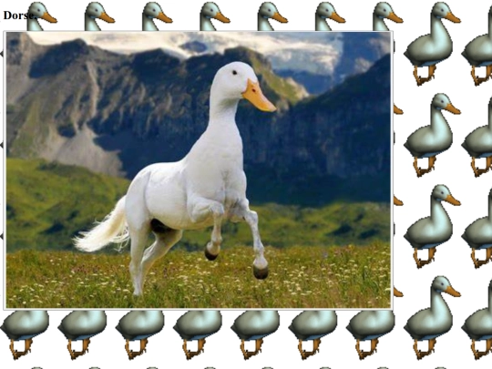 dorse screenshot