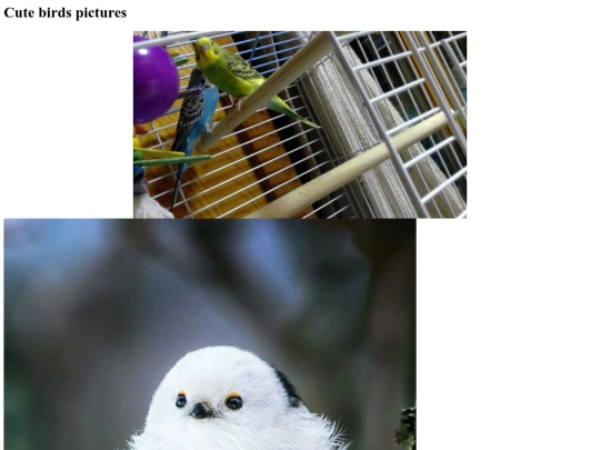 cutebirdspictures screenshot
