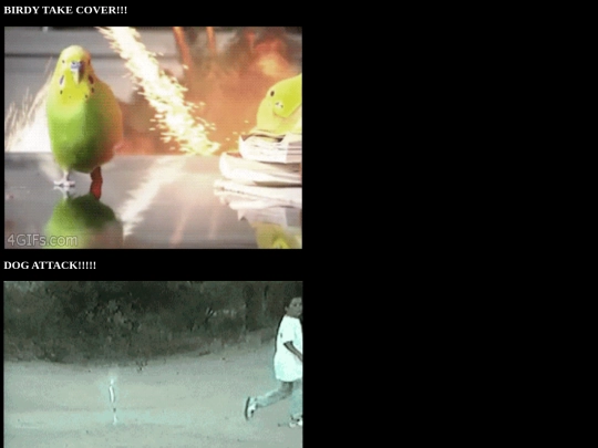 Harry/birdy screenshot