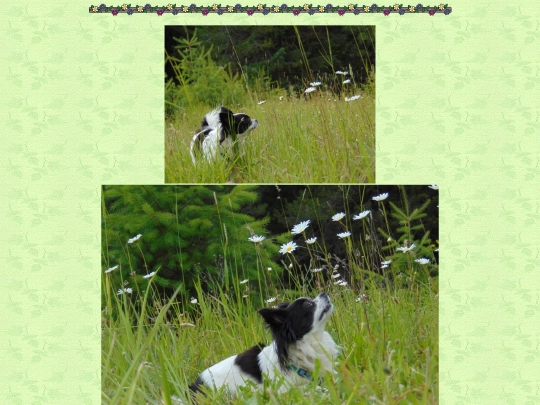 page65 screenshot