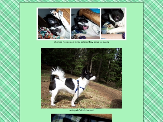 puppy6 screenshot