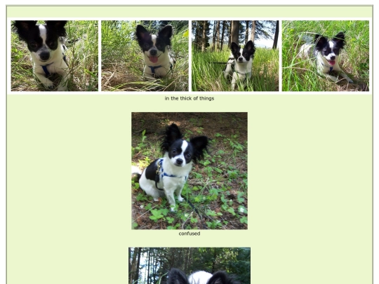 puppy8 screenshot