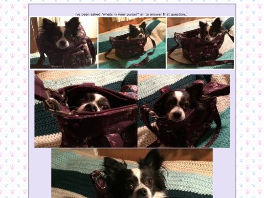 purse screenshot