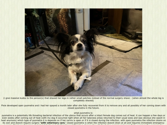 spay screenshot