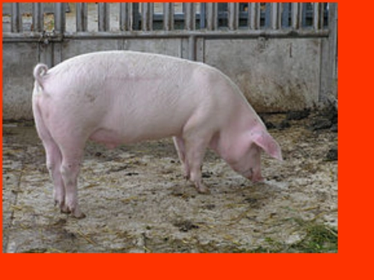 praseweb screenshot