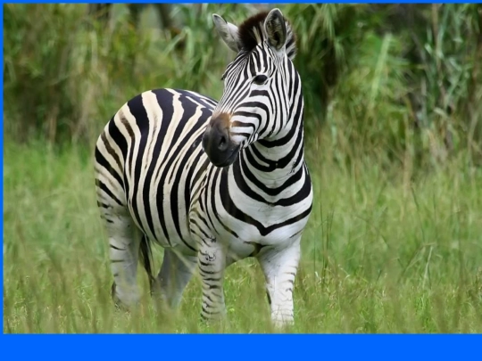 zebraweb screenshot