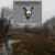 rabidforestdog.neocities.org avatar
