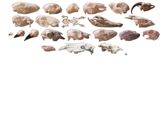taxidermy/bones screenshot