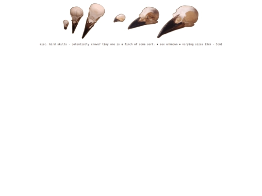 taxidermy/skulls/birds screenshot
