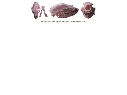 taxidermy/skulls/blackbear screenshot